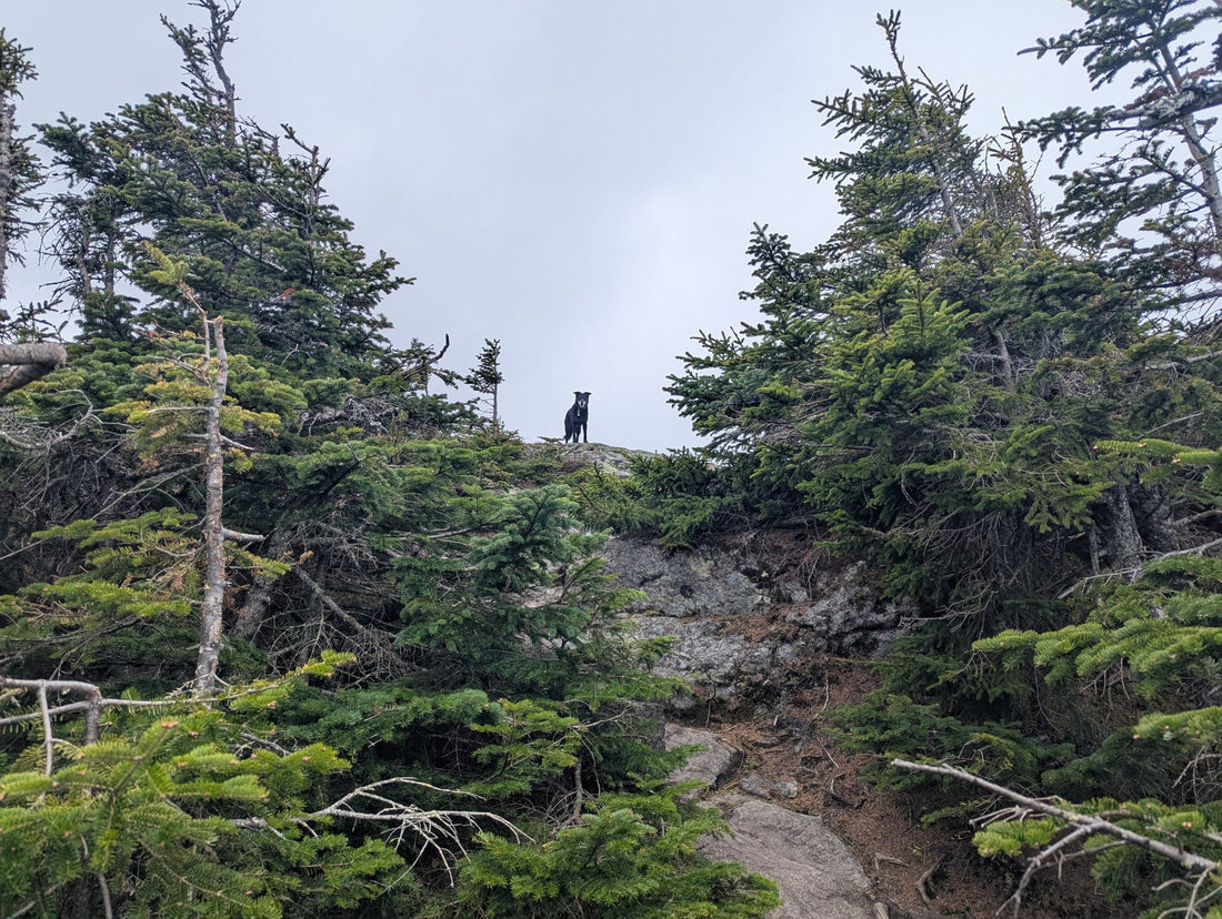 Mt. Isolation Experience Recap